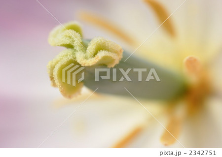 チューリップ　しべ　アップ 2342751