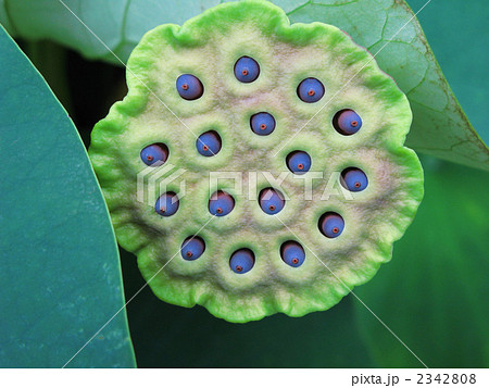 蓮の実(1) 2342808