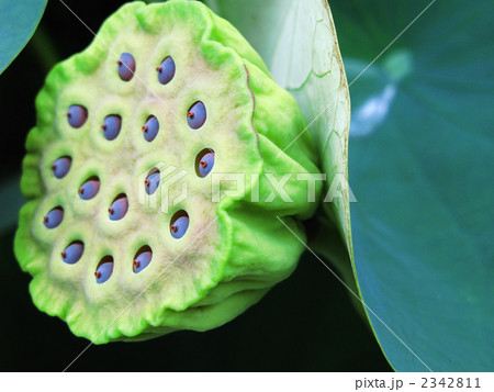 蓮の実(2) 2342811