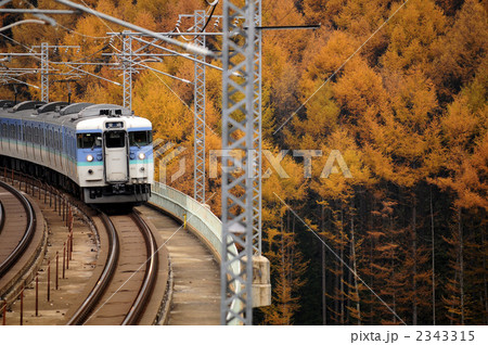 カラマツと長野カラー115系電車 2343315