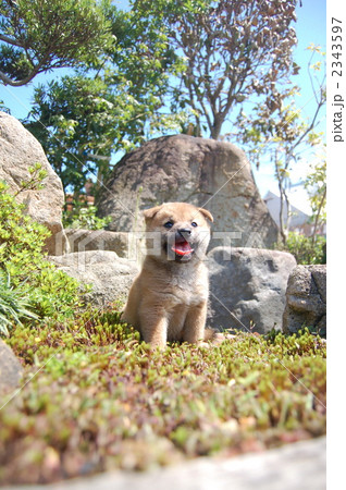 柴犬のひなたぼっこ 2343597