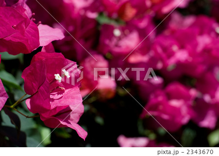 ブーゲンビリアの花 ブーゲンビリアの花 2343670