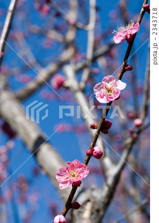 紅梅の花 2343718