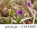 アルガスミレ？ 2343885