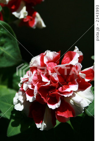 八重咲きペチュニア（縦） 2343993