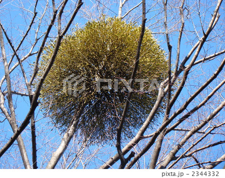 ヤドリギ 2344332