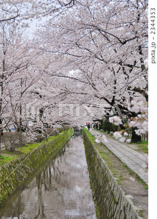 哲学の道 2344353