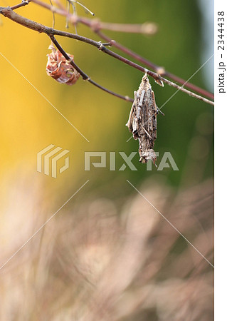 ミノムシ 2344438