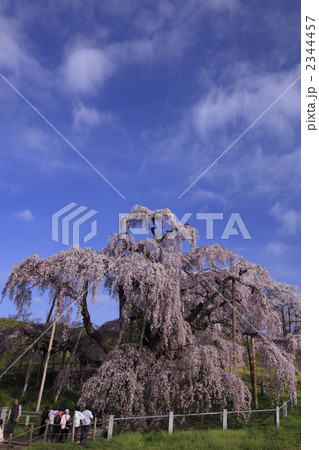 三春滝桜全容　柵を入れて撮影　人物有り　縦位置 2344457