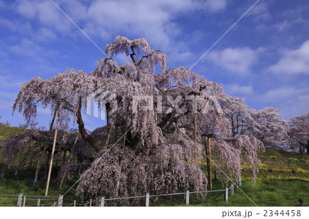 三春滝桜全容　柵を入れて撮影　人物なし 2344458