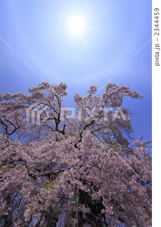 三春滝桜から　見上げる日暈　ひがさ　にちうん 2344459