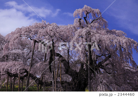 三春滝桜全容　柵を除外して撮影　人物なし 2344460