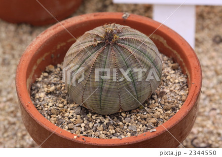 サボテン サボテン 2344550