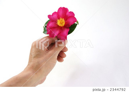 花を持つシニアの手の写真素材