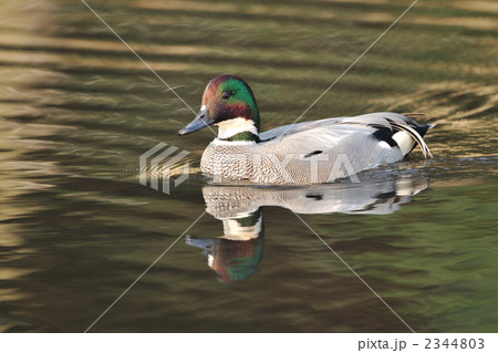 ヨシガモ 2344803