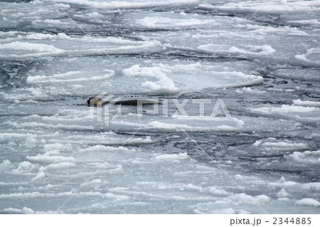 流氷の合間にいた野生のアザラシ 流氷の合間にいた野生のアザラシ 2344885