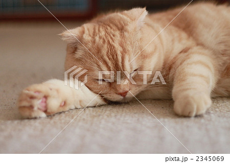 眠る猫 眠る猫 2345069