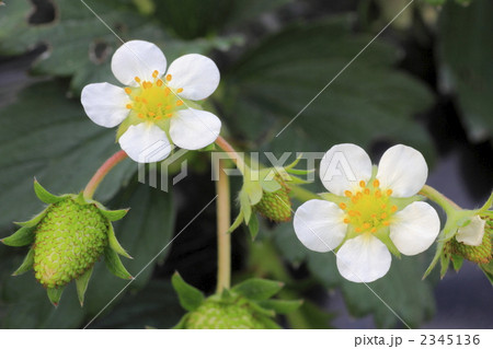 2輪のイチゴの花 2345136