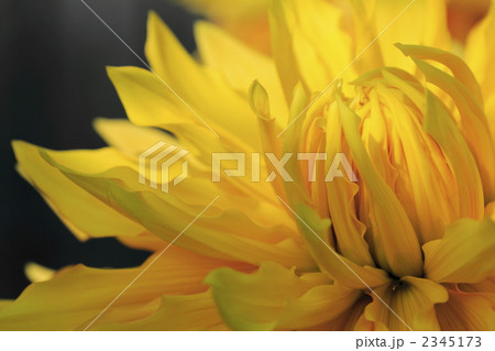 ダリアの咲き始め ダリアの咲き始め 2345173