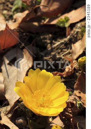 一輪の福寿草 2345189