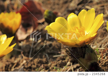 福寿草のアップ 2345268