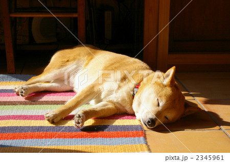 昼寝する柴犬 2345961