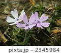 2345984