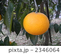2346064