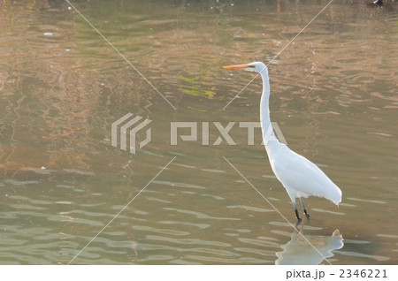 川の中のダイサギ 2346221