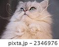 猫のひなたぼっこ 2346976