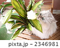カサブランカと猫 2346981