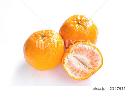 ポンカン 2347935