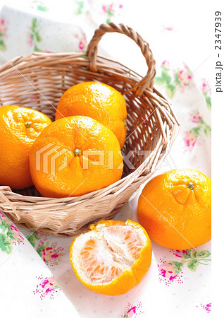 ポンカン ポンカン 2347939