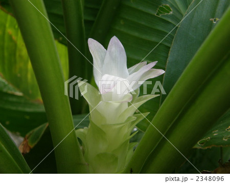 ウコン ターメリック の花の写真素材