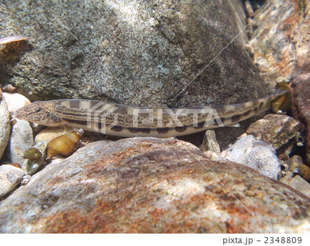 どじょう どじょう 2348809