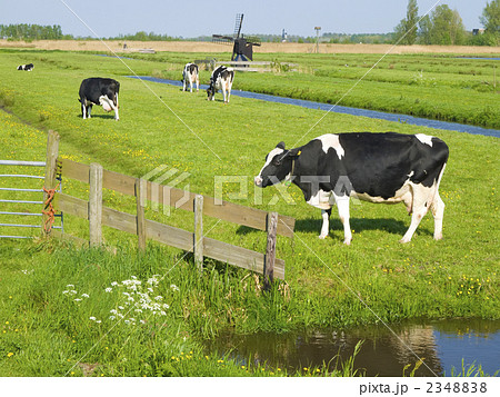 牧場　田園風景　牛　家畜　オランダ 2348838