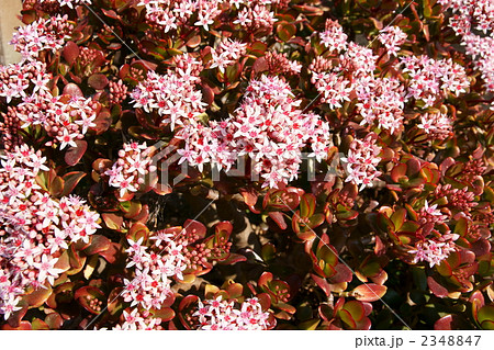 弁慶草 ベンケイソウ 金のなる木 弁慶草 ベンケイソウ 金のなる木 2348847