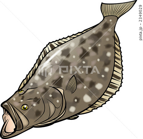 ヒラメ 魚類 海水魚のイラスト素材 2349029 Pixta
