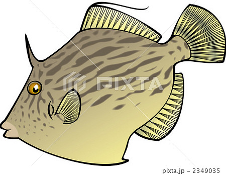 カワハギ 魚類 海水魚のイラスト素材