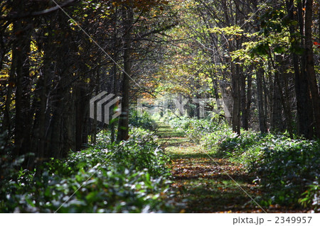 光と影の小径 2349957