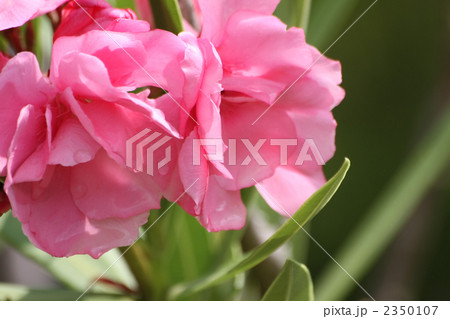 キョウチクトウ キョウチクトウ 2350107