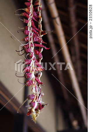 干し唐辛子 干し唐辛子 2350628