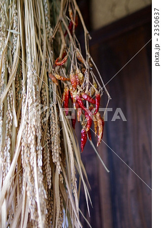 干し唐辛子と乾燥米 2350637