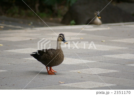軽鴨のよちよち歩き 2351170