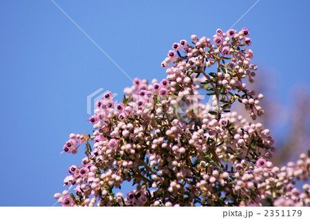 蛇の目エリカ 2351179