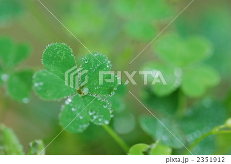 クローバー 2351912