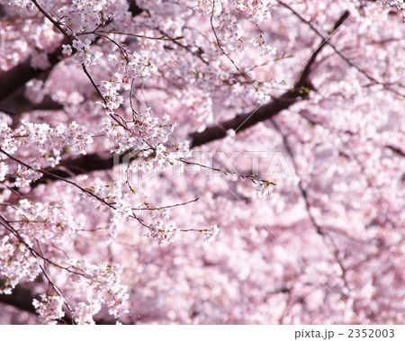 満開の桜 2352003