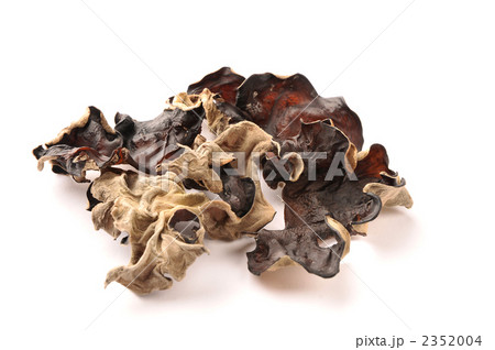 キクラゲ 2352004