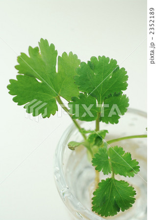 コリアンダーの苗 コリアンダーの苗 2352189