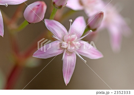 金のなる木の花 金のなる木の花 2352333